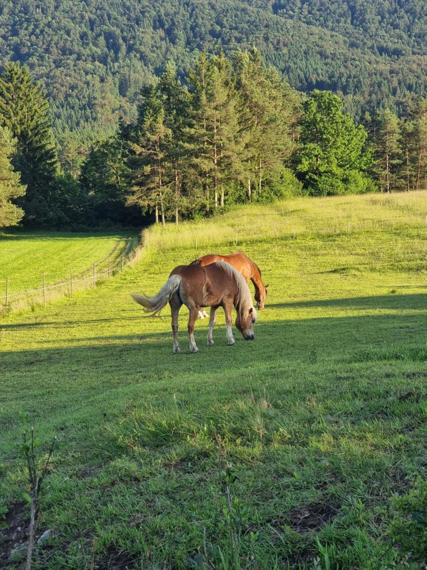 Notranjska Hisa - Traditional Country House, Close To The World Attraction Cerknica Lake Begunje pri Cerknici Ngoại thất bức ảnh
